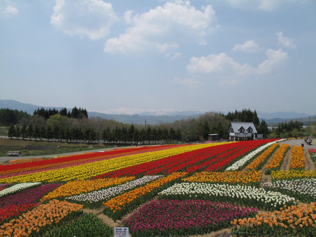 牧歌の里 ぼっかのお花の状況