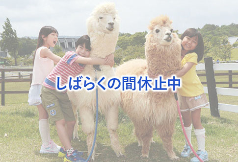 ふわふわのアルパカにタッチ!