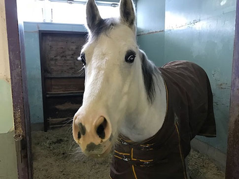牧歌の里の馬・アポロ