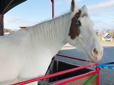 牧歌の里の馬・アポロ