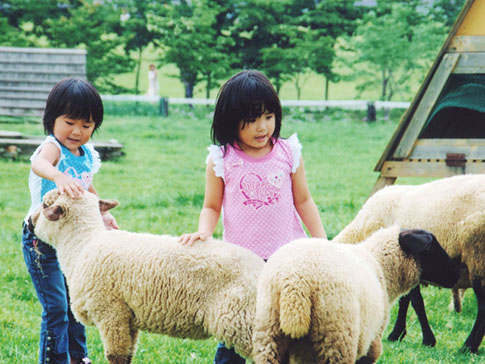子どもたちと戯れる羊