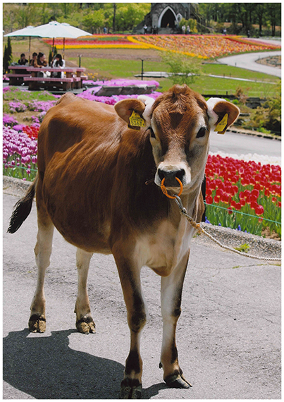 「花と美少女」花井優美