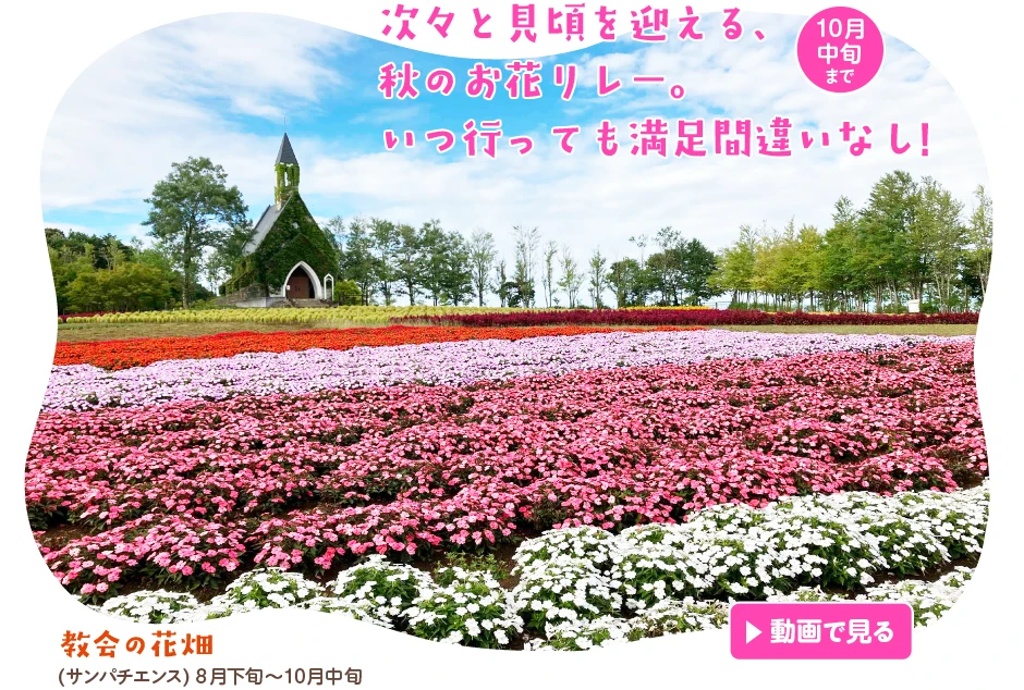 次々と見頃を迎える、秋のお花リレー。いつ行っても満足間違いなし!【動画で見る】