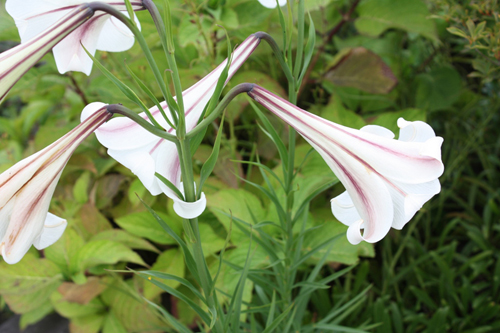 タカサゴユリ ぼっかのお花 牧歌の楽しみ方 ひるがの高原 牧歌の里 タカサゴユリ ぼっかのお花 牧歌の楽しみ方 ひるがの高原 牧歌の里