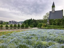 6/12(木) 牧歌の里の天気「曇り」紫のお花が彩るオーロラの花畑♪入園料半額キャンペーン中！