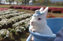 訃報　うさぎの『たらお』が亡くなりました。