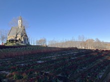 11/15(土)牧歌の里の天気「晴れ」本日13時から『秋のチューリップ球根プレゼント！』開催！