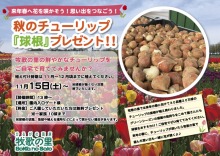【イベント情報】11月15日(土）〜11月24日（月）「秋のチューリップ『球根』プレゼント」を開催！