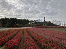 10/29(火)今朝の牧歌の里のお天気「曇り」/ コキアの畑は本日抜き取ります